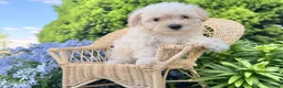 Bichpoo dogs for sale: Miley  - Ad 3