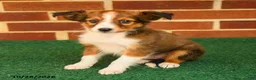 Shetland Sheepdog dogs for sale: Teddy - Ad 2