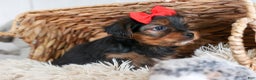 Yorkshire Terrier dogs for sale: CODY - Ad 2