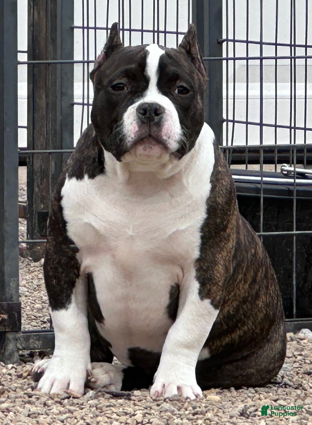 American Bully dogs for sale: Brenda - Ad 1