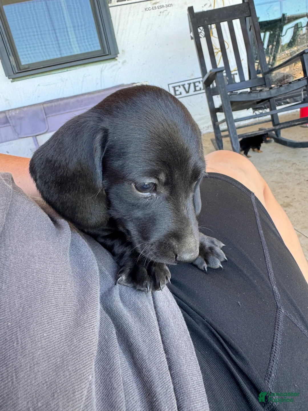 Miniature Dachshund dogs for sale: Miniature Dachshund 2 - Ad 2