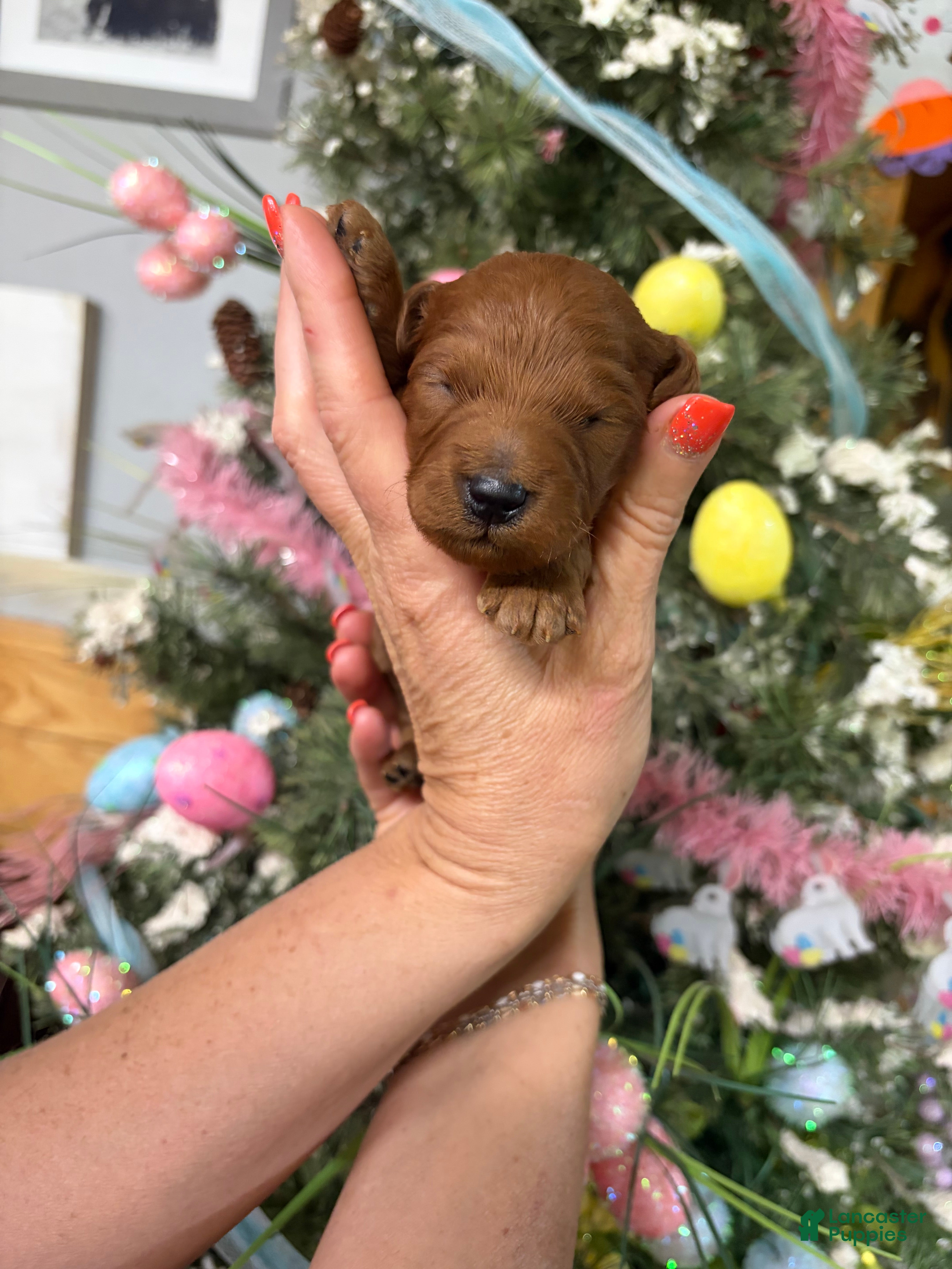 Mini Goldendoodle dogs Mini Goldendoodle Puppy 2 - Ad 22
