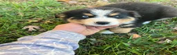Mixed Breed dogs for sale: Mixed Breed 2 - Ad 1