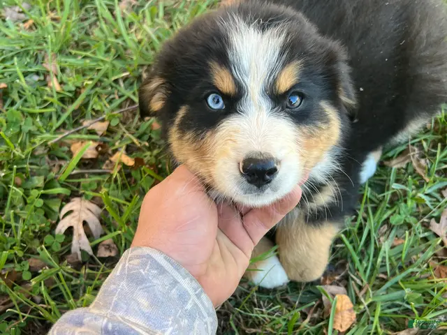 Mixed Breed dogs for sale: Mixed Breed 2 - Ad 1