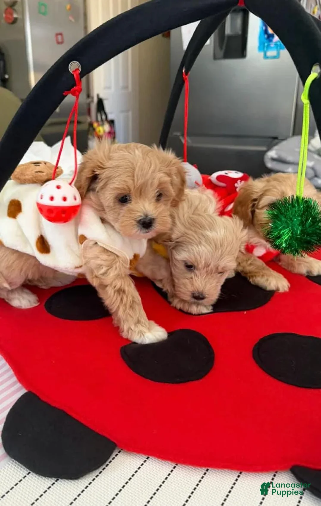 Maltipoo dogs for sale: Milo - Ad 1