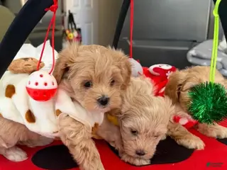 Maltipoo dogs Milo - Ad 42