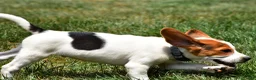 Beagle dogs for sale: Max - Ad 10