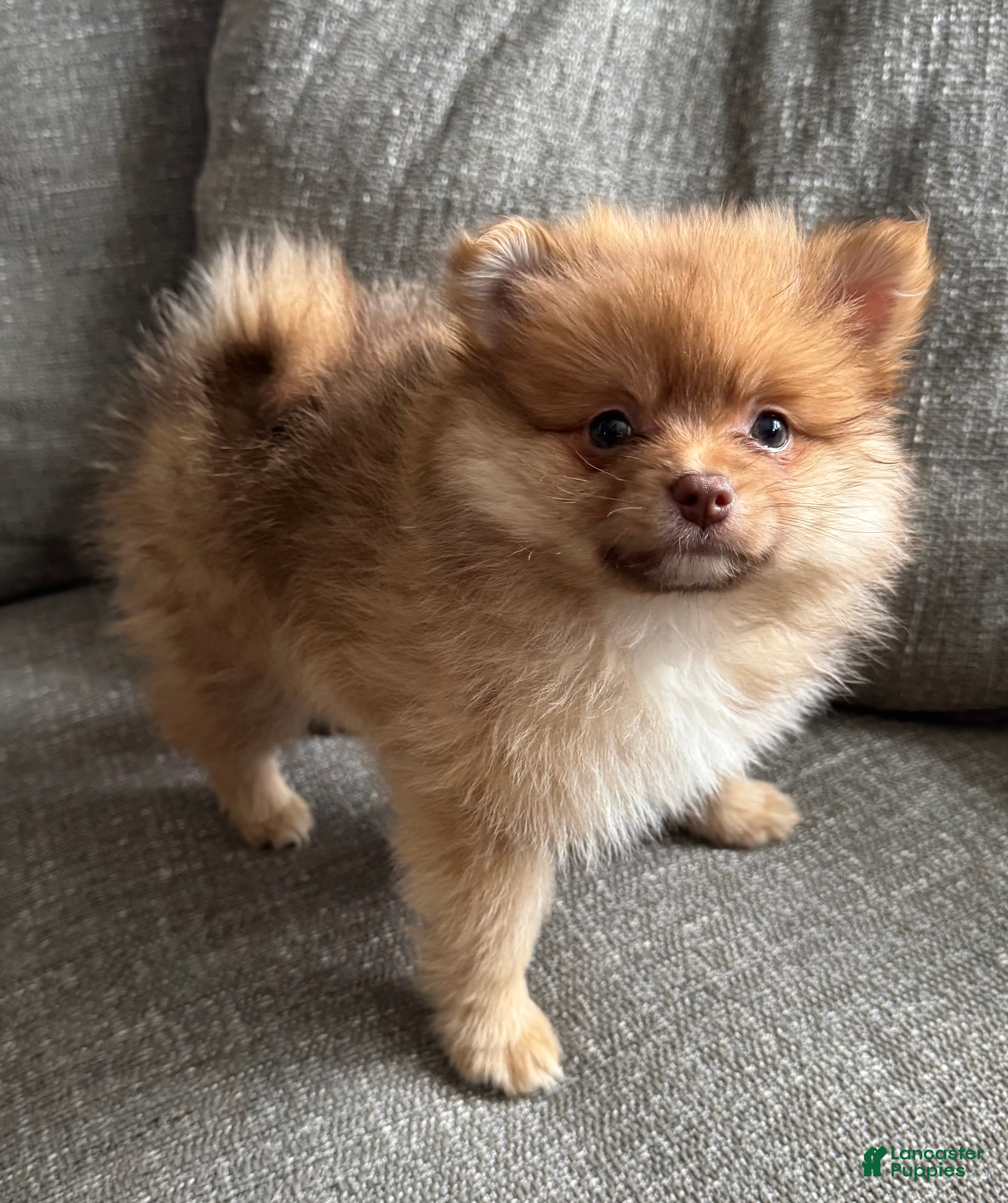 Pomeranian dogs Rusty - Ad 2