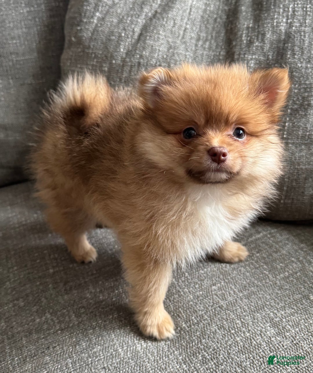 Pomeranian dogs for sale: Rusty - Ad 2