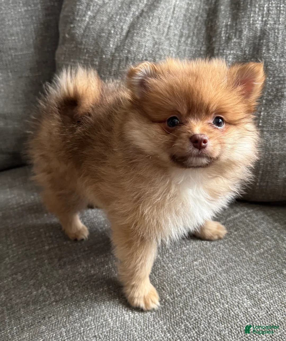 Pomeranian dogs for sale: Rusty - Ad 2
