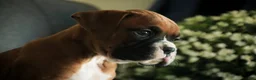 Boxer dogs for sale: Carrie - Ad 9