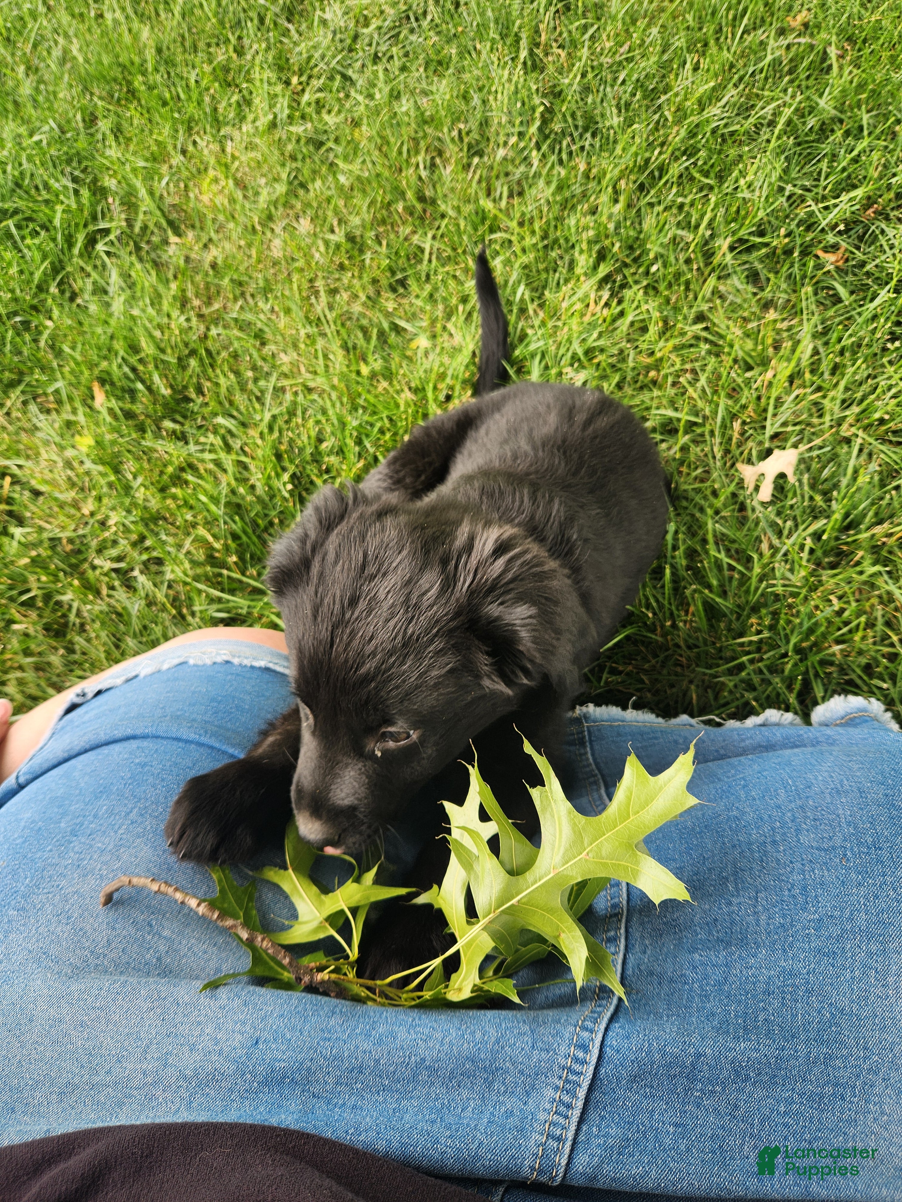 Mixed Breed dogs Lacy - Ad 2