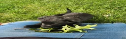 Mixed Breed dogs for sale: Lacy - Ad 2