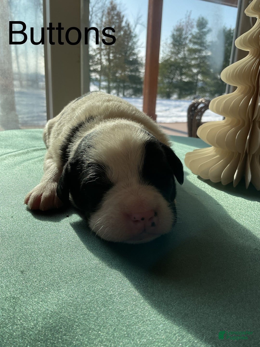 Mixed Breed dogs for sale: Buttons - Ad 1