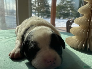 Mixed Breed dogs Buttons - Ad 1