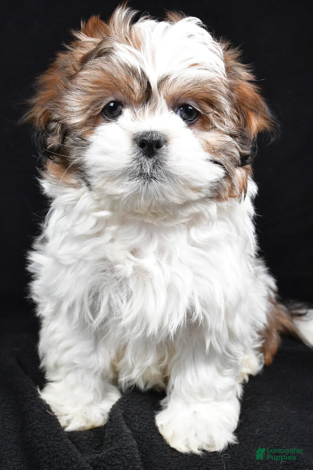 Teddy Bear dogs for sale: Ellie - Ad 9