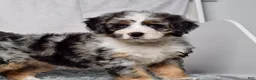 Bernedoodle dogs for sale: Winnie - Ad 4