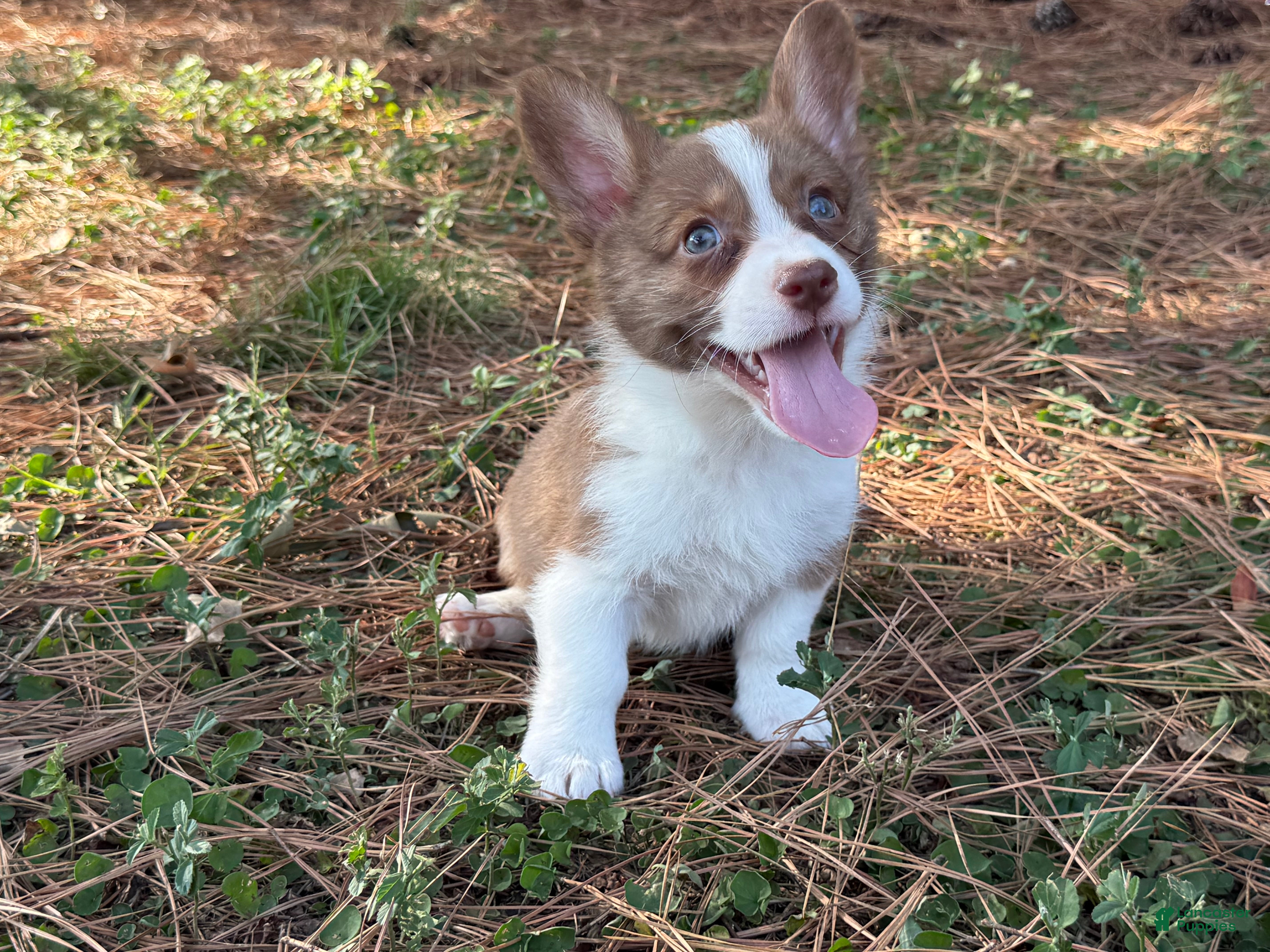 Mixed Breed dogs Blue collar boy - Ad 12