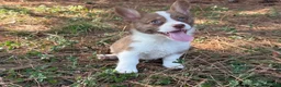 Mixed Breed dogs for sale: Blue collar boy - Ad 1