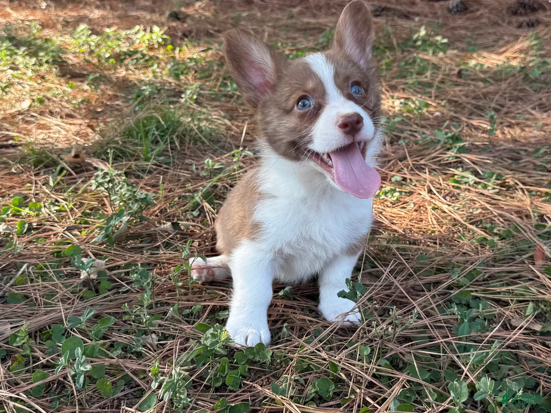 Mixed Breed dogs for sale: Blue collar boy - Ad 1