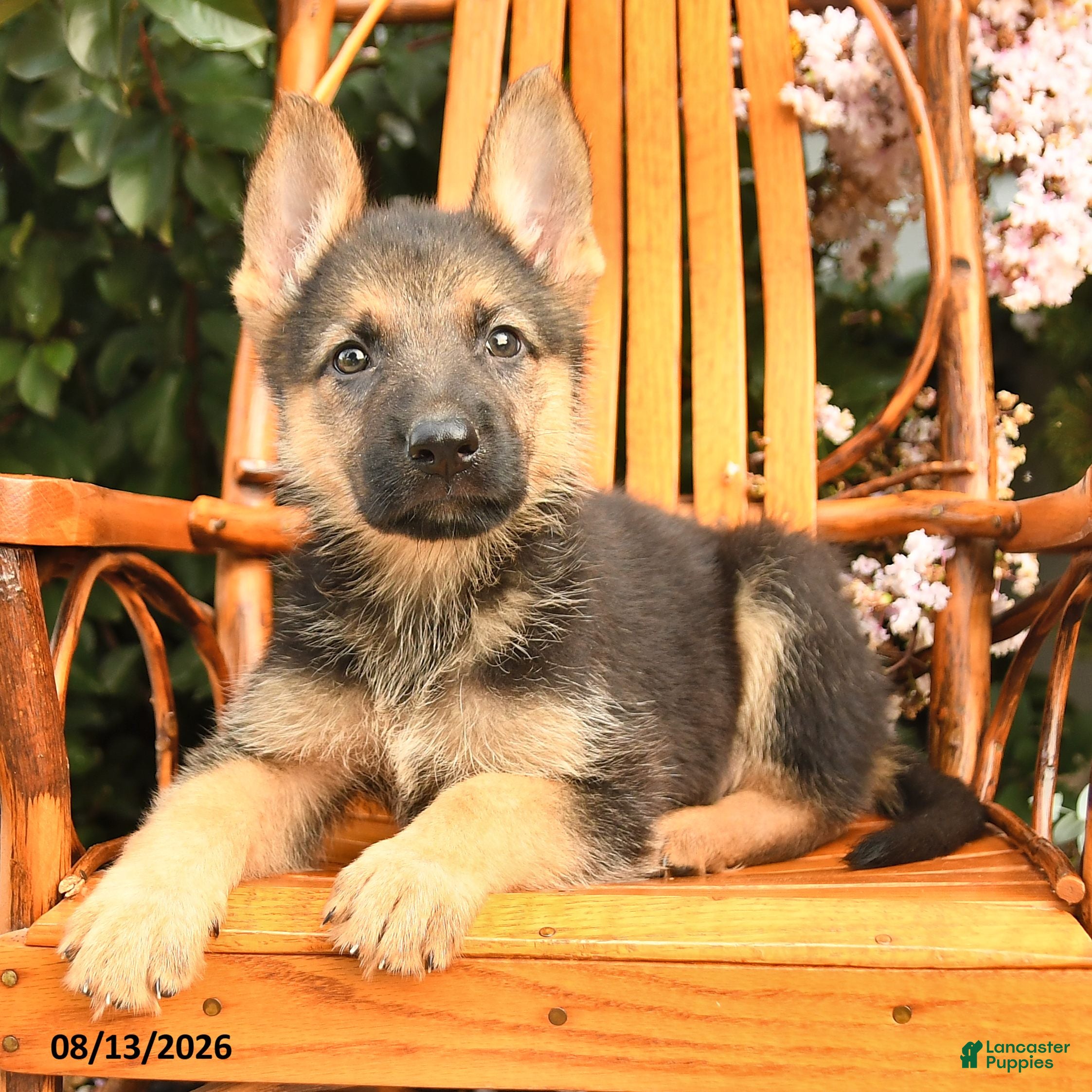 German Shepherd dogs Luna  - Ad 2