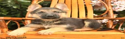 German Shepherd dogs for sale: Luna  - Ad 2