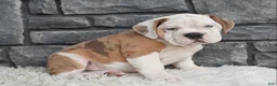 Beabull dogs for sale:  Bubba - Ad 4