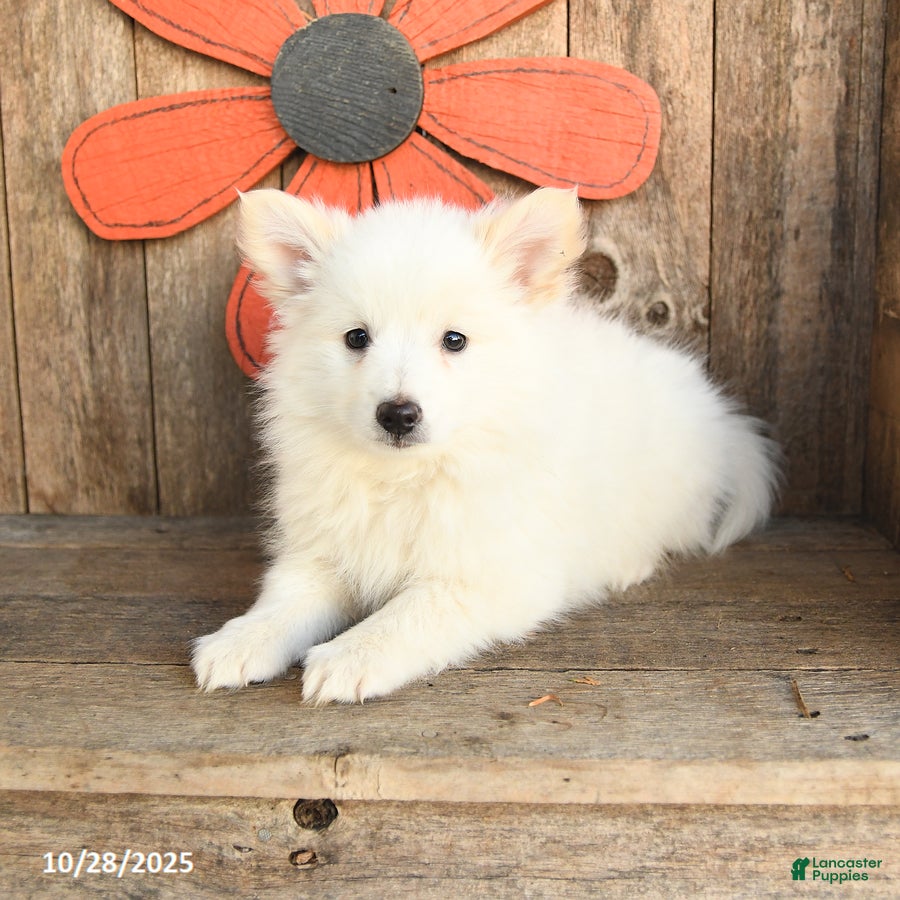 Eskimo Spitz American Eskimo Papillon Mix American Eskimo Papillon Mix  Papillon Mixed With Border Collie, image size:900x900