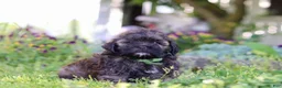 Shihpoo dogs for sale: Trocksus - Ad 2