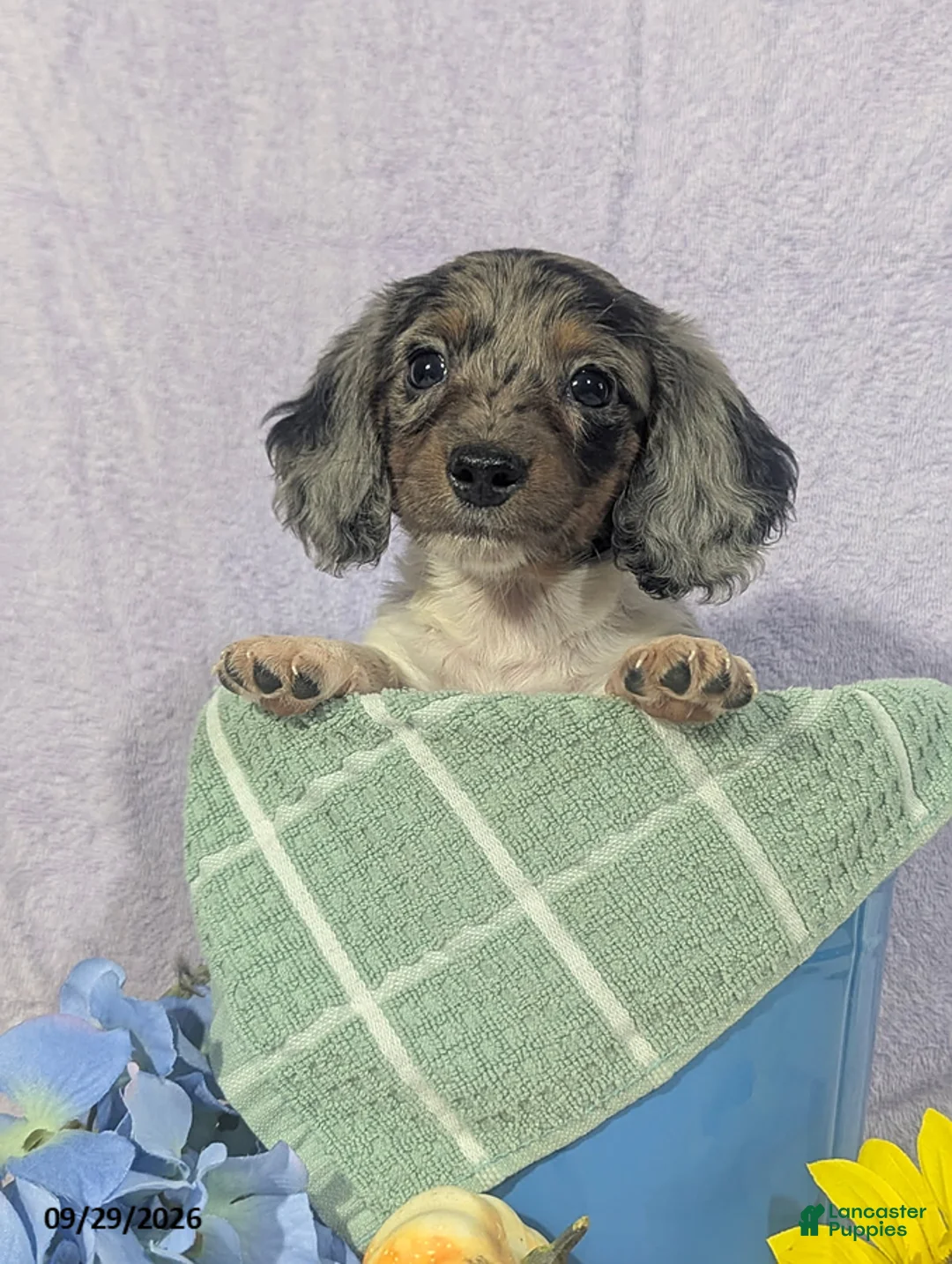 Dachshund dogs for sale: Levi Long - Ad 2