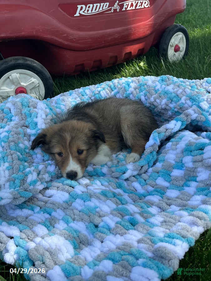 Shetland Sheepdog dogs Bridget - Ad 2