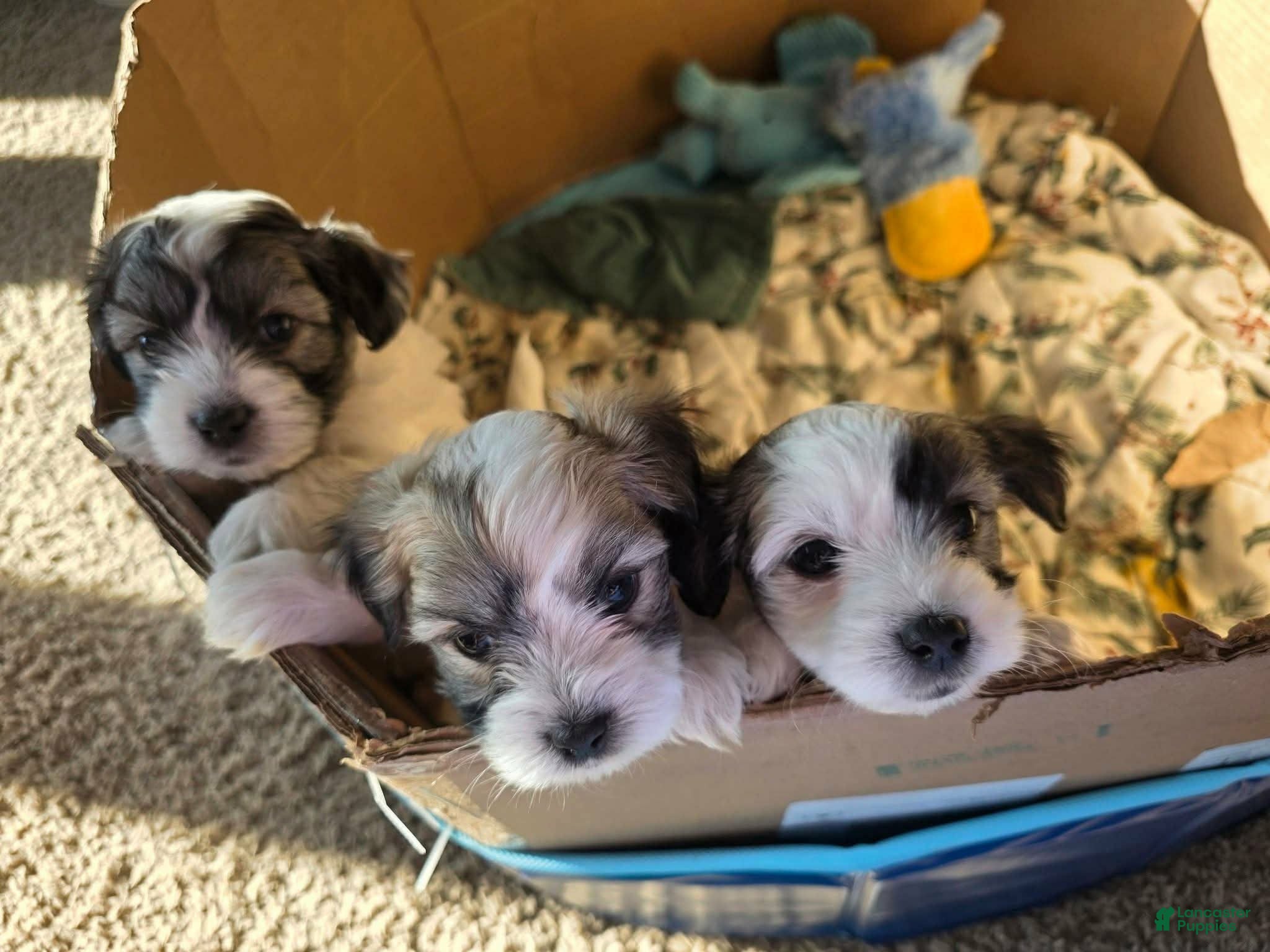 Coton De Tulear dogs Tobey - Ad 2