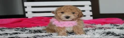 Bichpoo dogs for sale: Kallista  - Ad 10