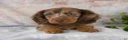 Miniature Dachshund dogs for sale: Odie - Ad 2
