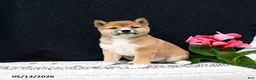 Shiba Inu dogs for sale: Jersey - Ad 3