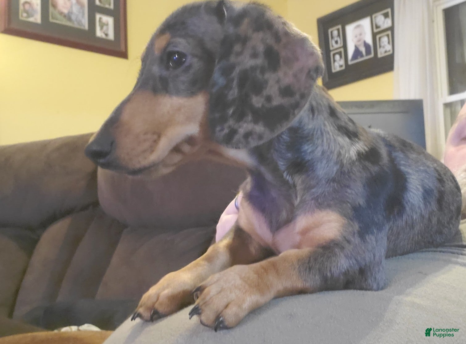 Miniature Dachshund dogs for sale: Lacey  - Ad 6