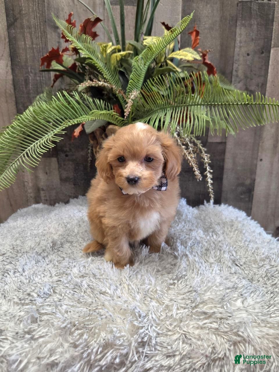 Maltipoo dogs Buddy - Ad 1