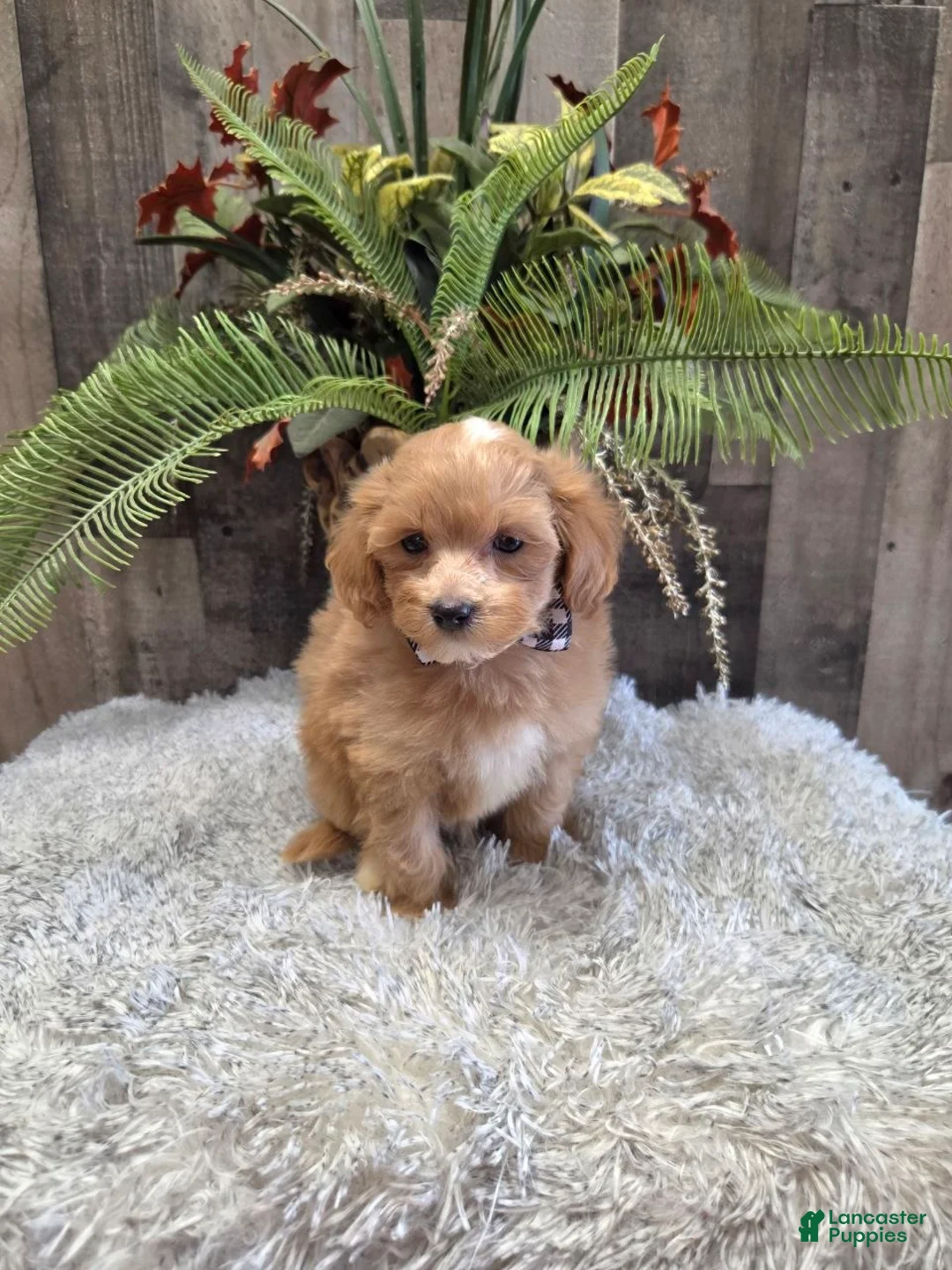 Maltipoo dogs for sale: Buddy - Ad 1