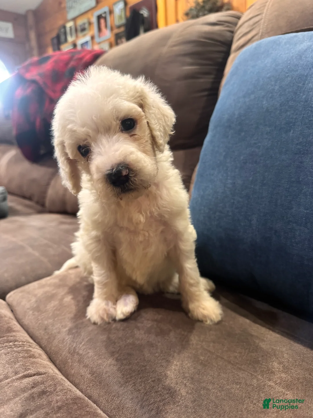 Standard Poodle dogs for sale: Opal - Ad 1
