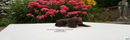 Australian Labradoodle dogs for sale: CCG1 - Ad 3