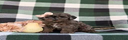 Cockapoo dogs for sale: Jewel Hypoallergenic - Ad 2