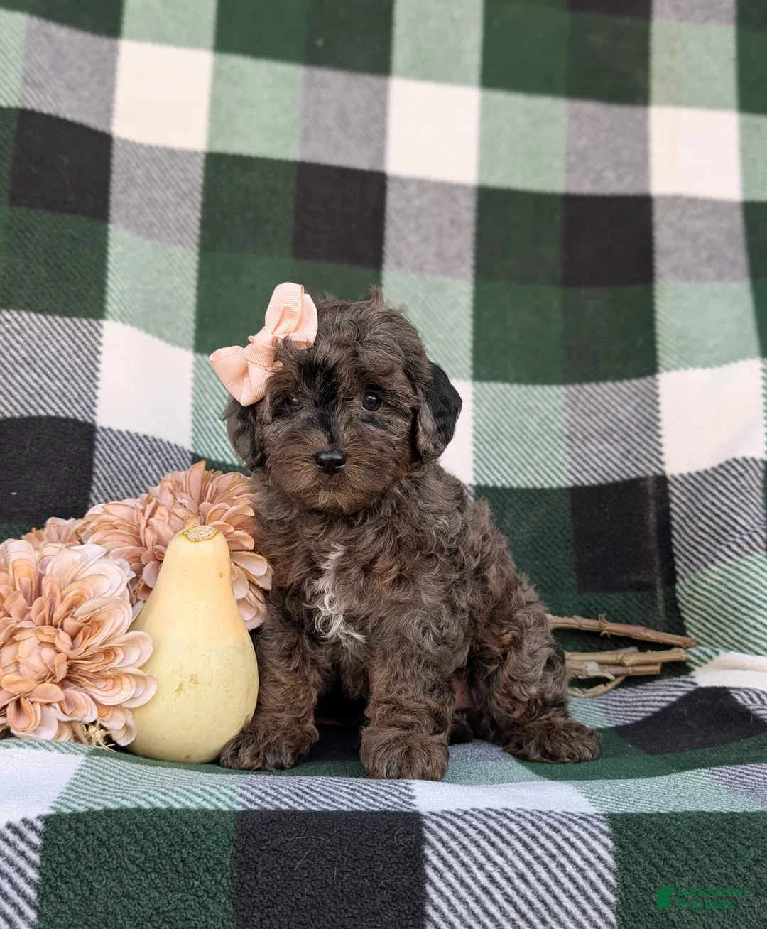 Cockapoo dogs for sale: Jewel Hypoallergenic - Ad 2