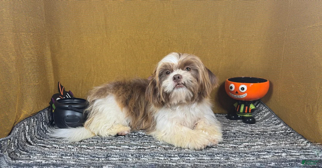 Shih Tzu dogs for sale: Shih Tzu 1 - Ad 2