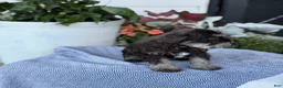 Miniature Schnauzer dogs for sale: Logan - Ad 7