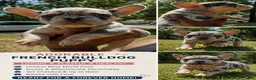 French Bulldog dogs for sale: Spell (The Charm) - Ad 1