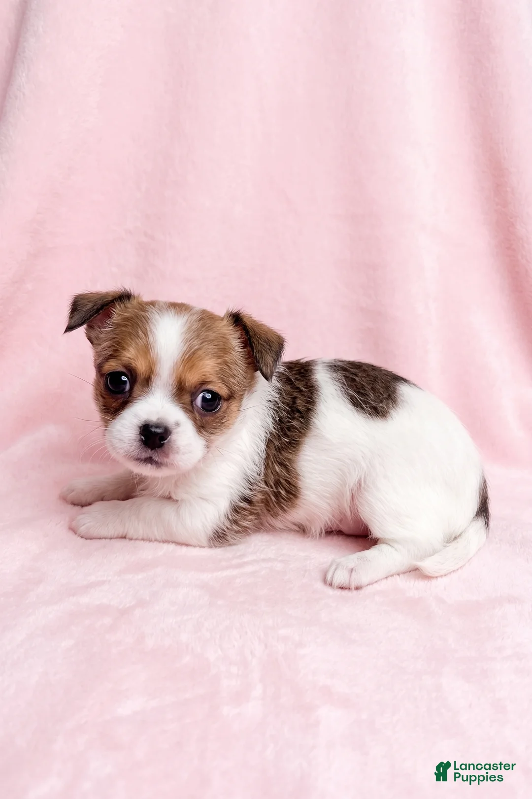 Mixed Breed dogs for sale: Biscuit - Ad 2