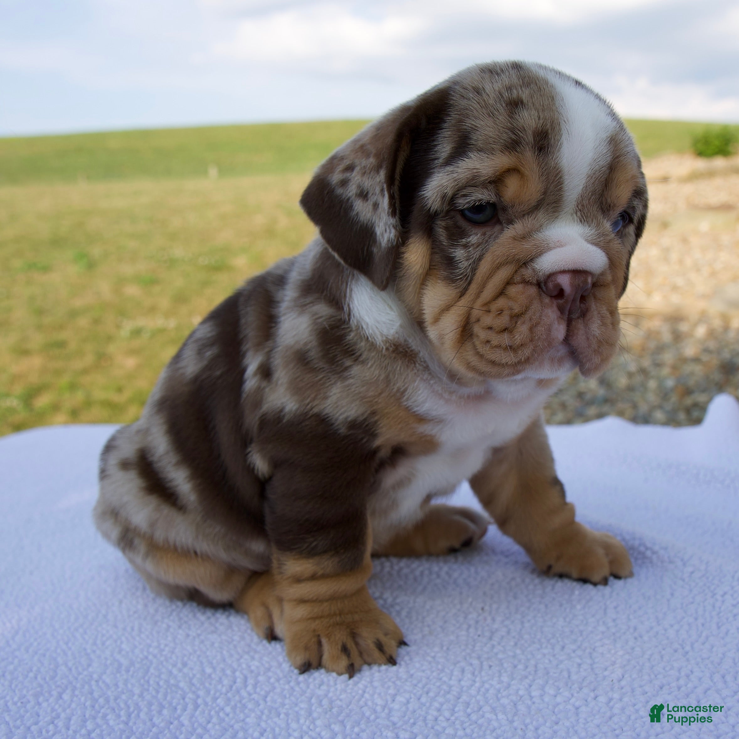 Beabull dogs Teddy - Ad 2