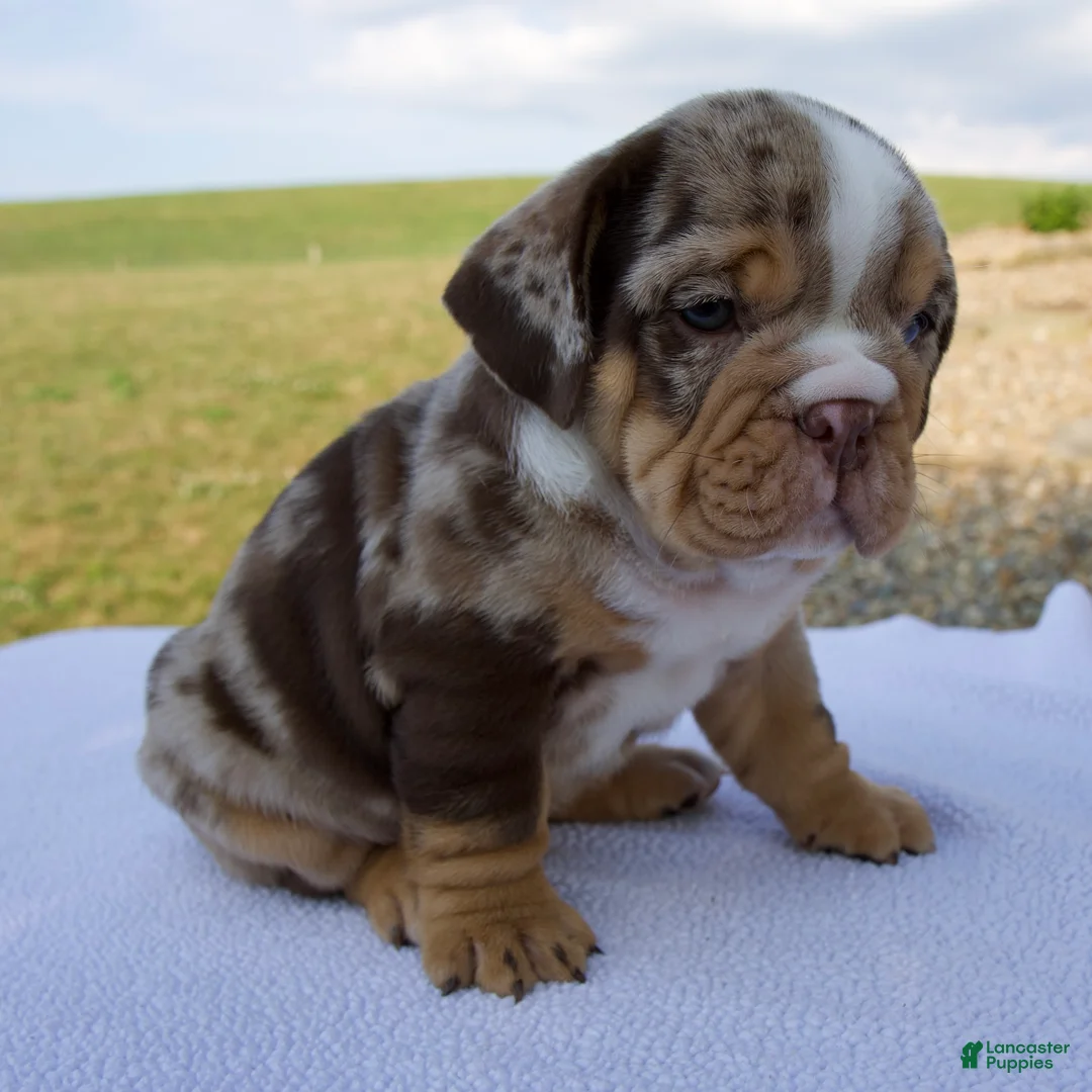 Beabull dogs for sale: Teddy - Ad 2
