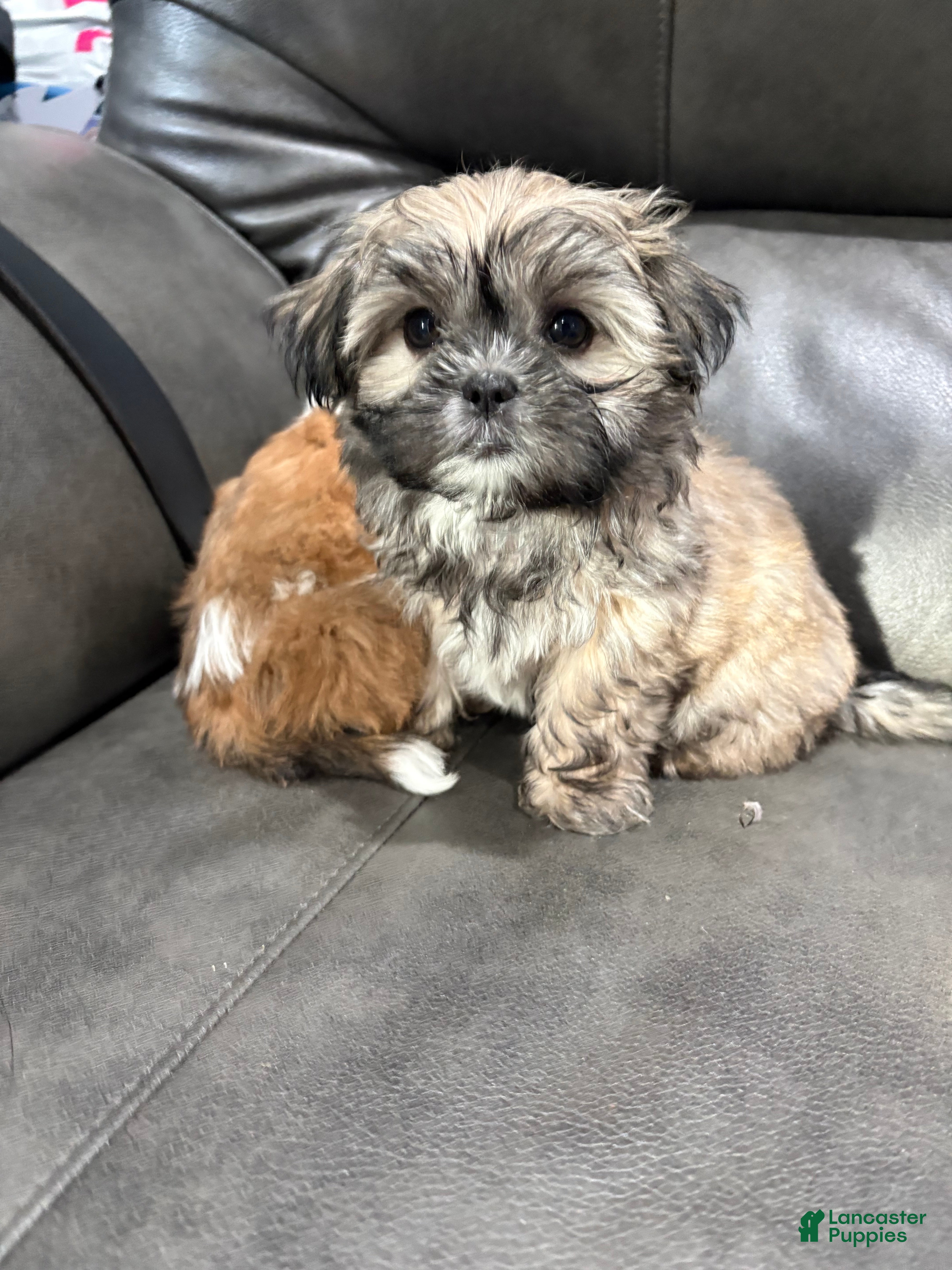 Shih Tzu dogs Lassy  - Ad 2