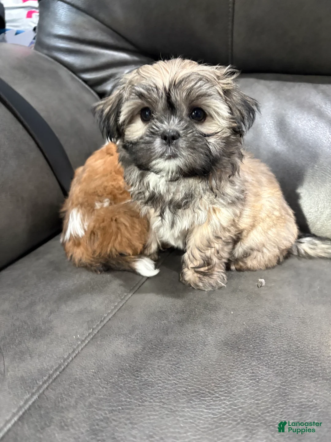 Shih Tzu dogs for sale: Lassy  - Ad 2